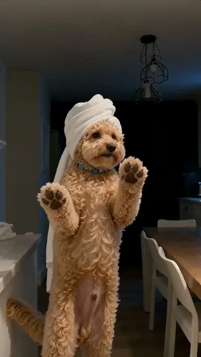 Bad Times AI example: a curly apricot poodle in a white towel turban stands upright in a dim kitchen