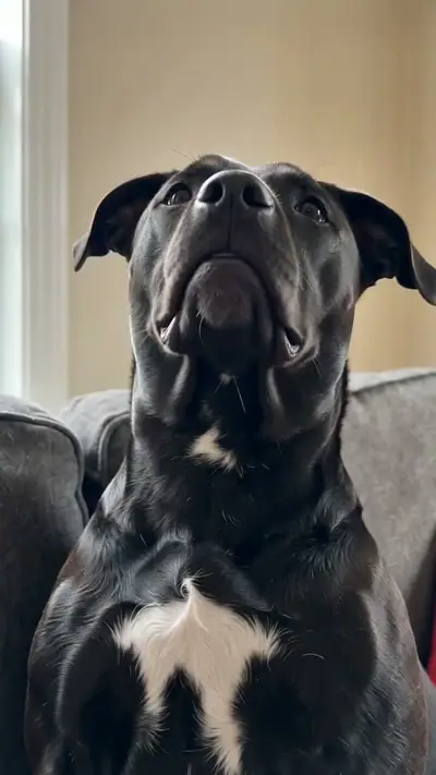 Imma Bite You AI example: a black dog with a white chest patch sits on a grey sofa, head tilted back